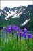 Irises at Bear Glacier