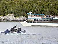 Frederick Sound Whale Watching