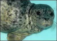 Seal at the Seward Sealife Center