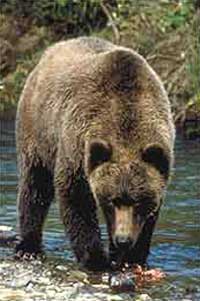 Brown Bear Alaska