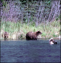Savonoski Loop Bear in River