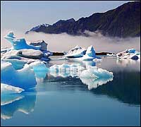 Bear Glacier Icebergs
