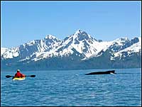 sea kayaking with whales