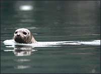 Steller sea lion