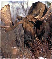 Denali Moose