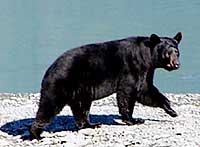 Kenai Black Bear