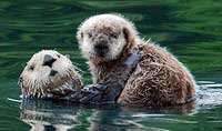 Sea Otter pup