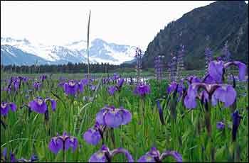 Wild Iris at Bear Glacier Wilderness Retreat