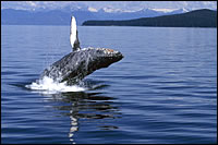 Humpback Whale Kenai Fjords