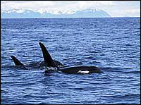 Orca Whale - Killer Whale