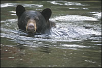 Swimming Black Bear