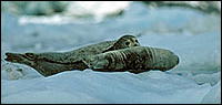 Harbor Seal on ice flow