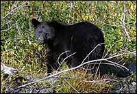 Black Bear at Bear Glacier