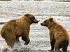 Great Alaska Bear Viewing