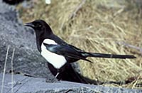 Black -Billed Magpie