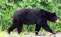 Black Bear Aialik Bay