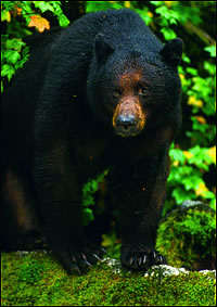Black Bear Alaska