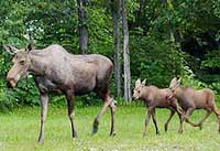 Moose and 2 calfs