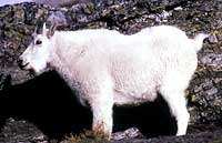 Kenai Fjords Mountain Goats