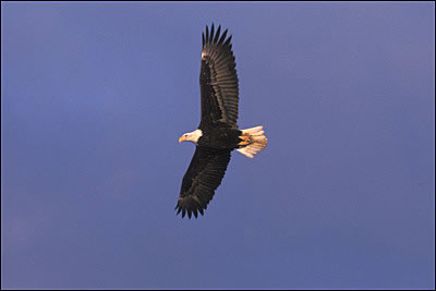 Eagle, Kenai Fjords National Park
